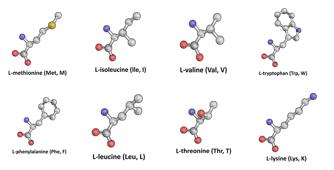 The eight essential amino acids in Advanced Amino Formula